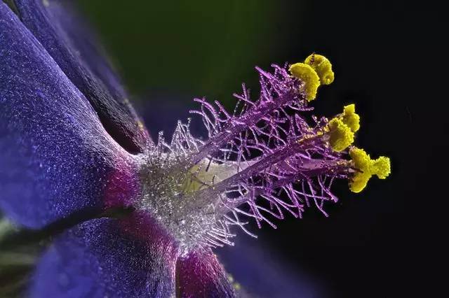 顯微鏡下的野花