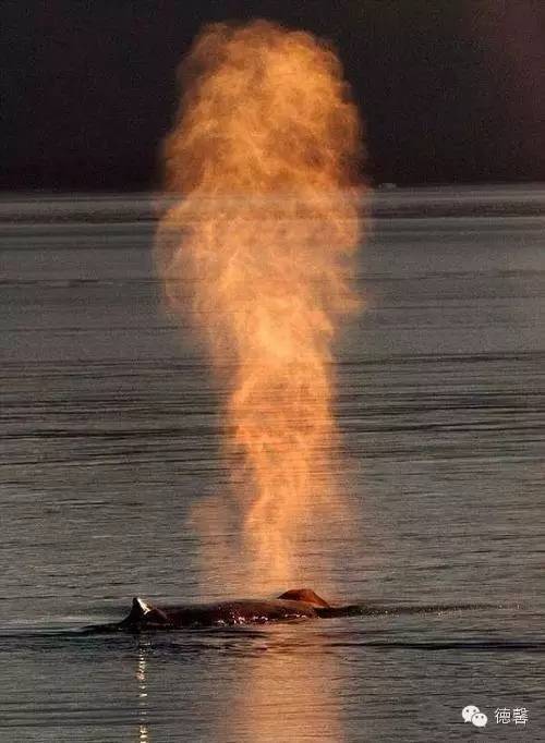 鯨魚噴火 