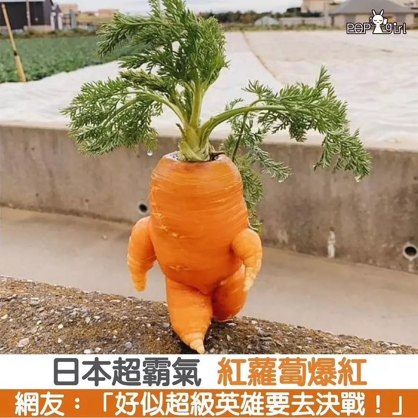 日本超霸氣紅蘿蔔爆紅！