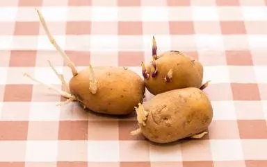 發芽的土豆