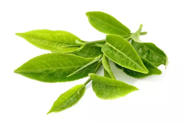 綠茶
