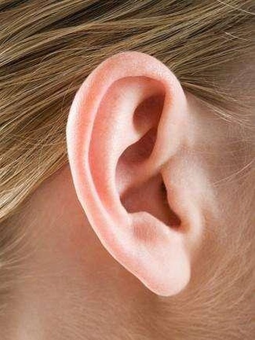 耳朵長也能預示長壽嗎