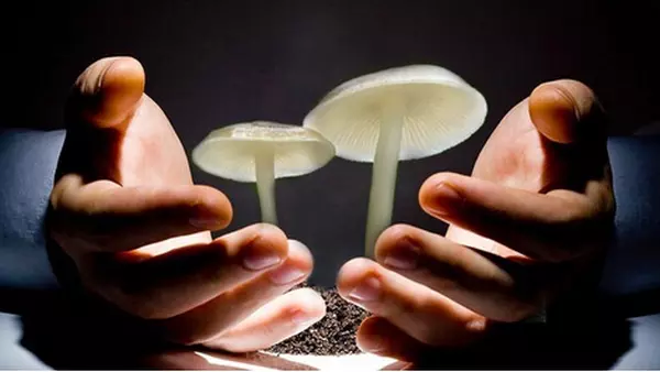 蘑菇定律