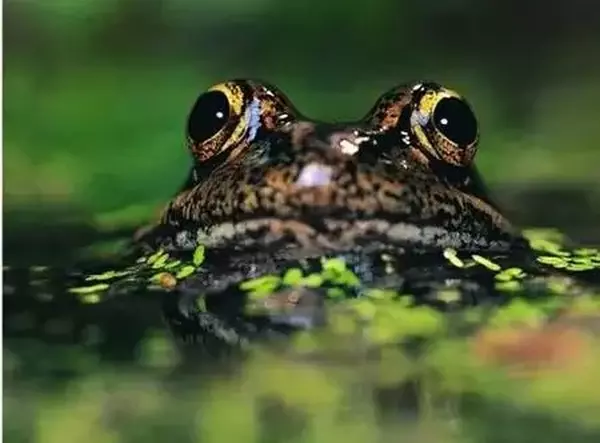 青蛙現象
