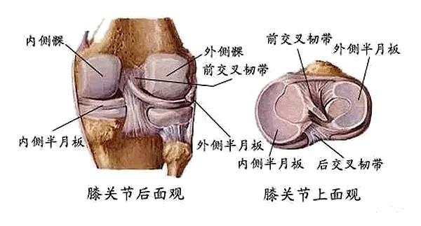 每個膝關節內有兩個半月板