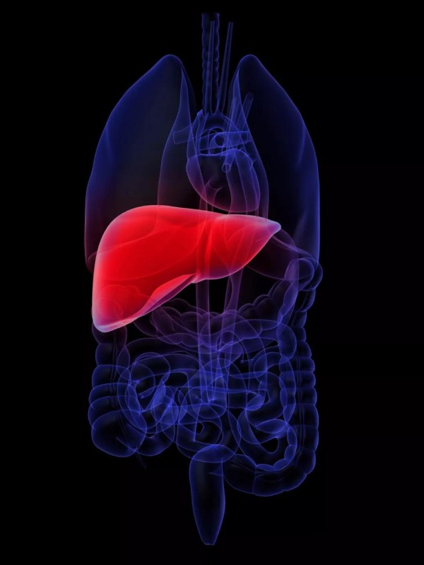 肝臟解毒功能的原理