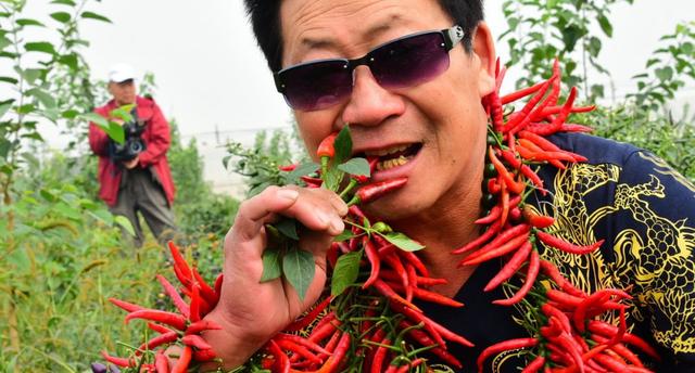 長期吃辣椒和從來不吃辣椒的人相比，誰的身體更好