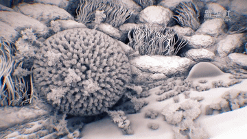 3D影像展示了新冠病毒