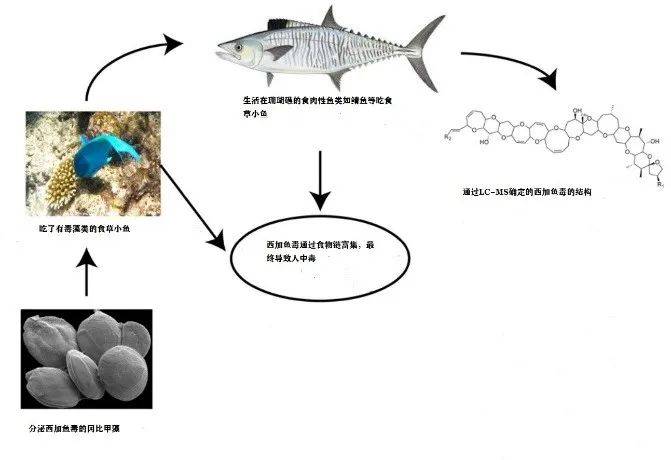 西加魚毒素的生物富集