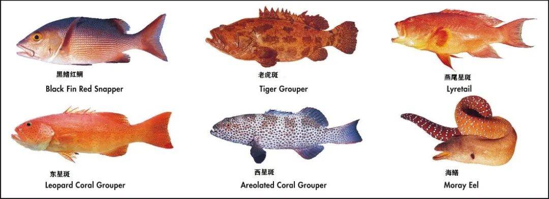 香港地區最常見的6種與西加魚毒有關的魚種
