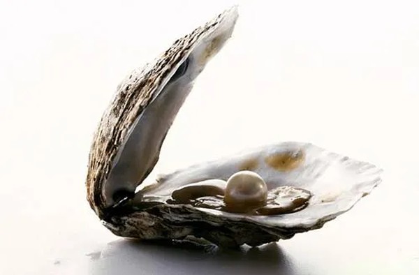 蚌的珍珠
