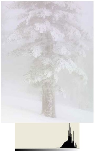 雪地樹木的相片是過份曝光